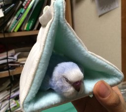 鳥が好きな方、集合ー！