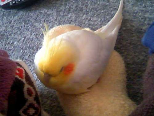 鳥が好きな方、集合ー！