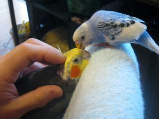 鳥が好きな方、集合ー！