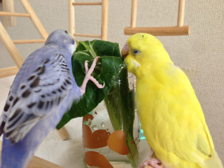 鳥が好きな方、集合ー！