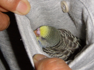 鳥が好きな方、集合ー！