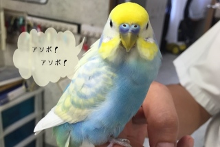 鳥が好きな方、集合ー！