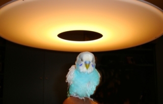 鳥が好きな方、集合ー！