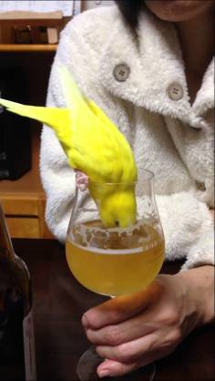 鳥が好きな方、集合ー！