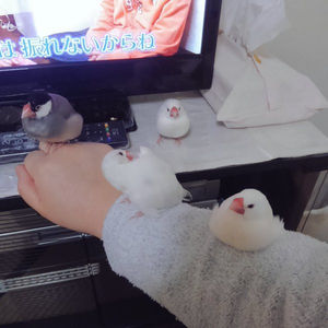 鳥が好きな方、集合ー！