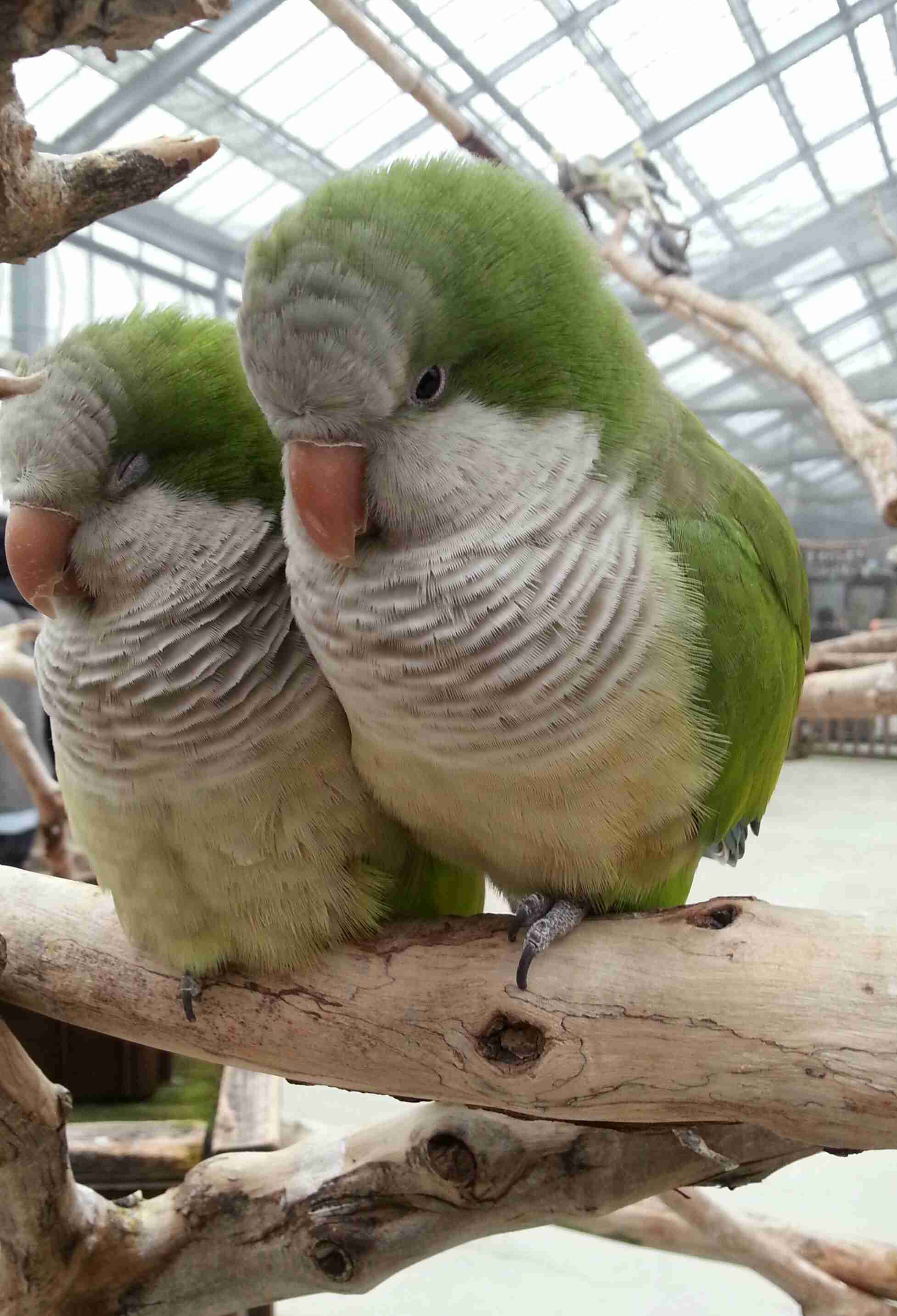 鳥が好きな方、集合ー！