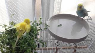鳥が好きな方、集合ー！
