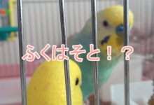 鳥が好きな方、集合ー！