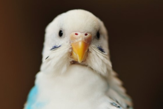 鳥が好きな方、集合ー！