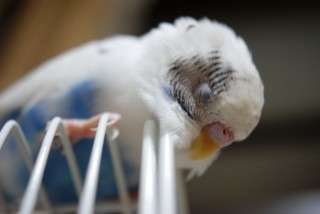 鳥が好きな方、集合ー！