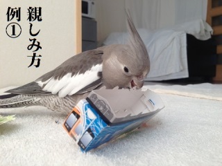 鳥が好きな方、集合ー！