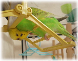 鳥が好きな方、集合ー！