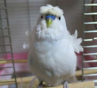 鳥が好きな方、集合ー！