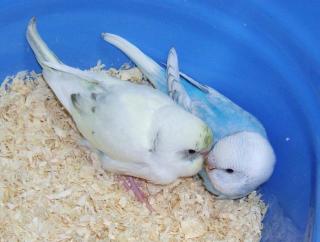 鳥が好きな方、集合ー！
