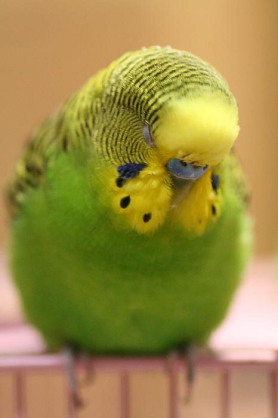 鳥が好きな方、集合ー！