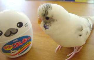 鳥が好きな方、集合ー！