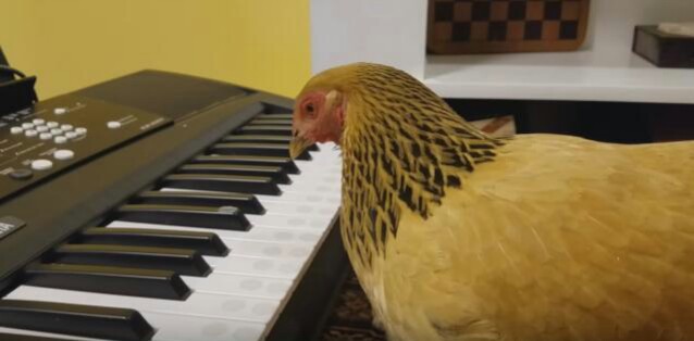 鳥が好きな方、集合ー！
