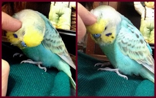 鳥が好きな方、集合ー！