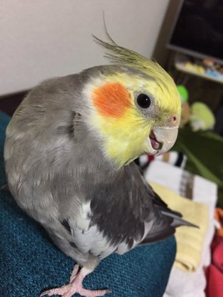 鳥が好きな方、集合ー！