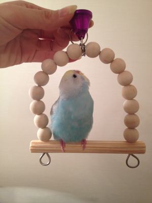 鳥が好きな方、集合ー！