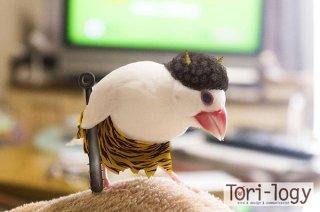 鳥が好きな方、集合ー！