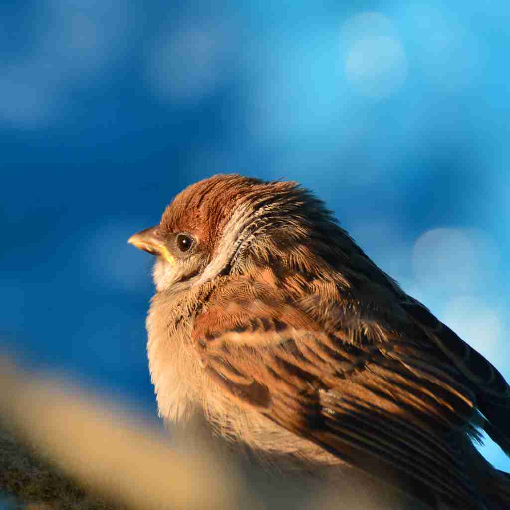 鳥が好きな方、集合ー！