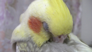 鳥が好きな方、集合ー！