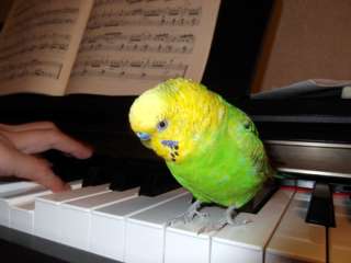 鳥が好きな方、集合ー！