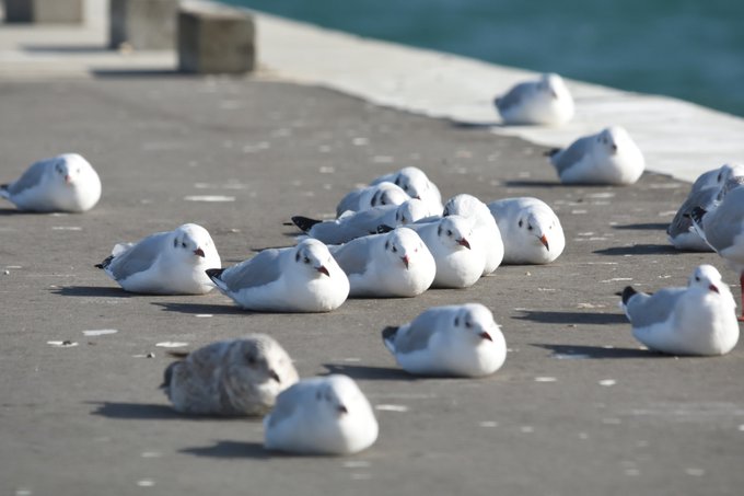 鳥が好きな方、集合ー！
