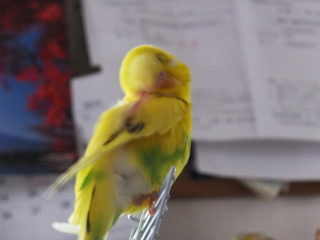 鳥が好きな方、集合ー！