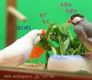 鳥が好きな方、集合ー！