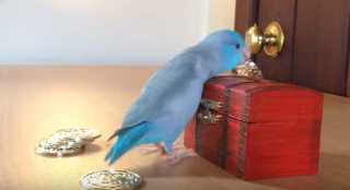 鳥が好きな方、集合ー！