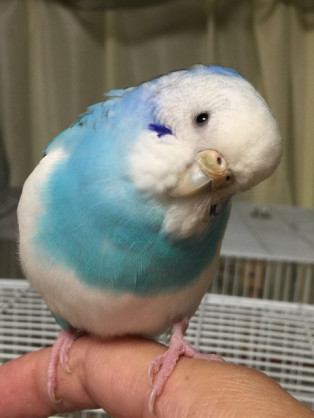鳥が好きな方、集合ー！