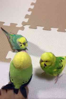 鳥が好きな方、集合ー！