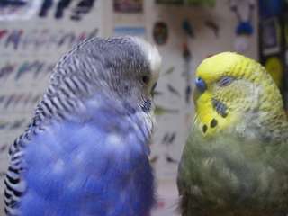鳥が好きな方、集合ー！