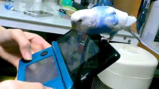 鳥が好きな方、集合ー！