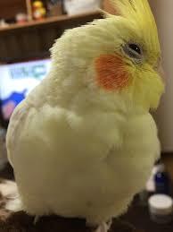 鳥が好きな方、集合ー！