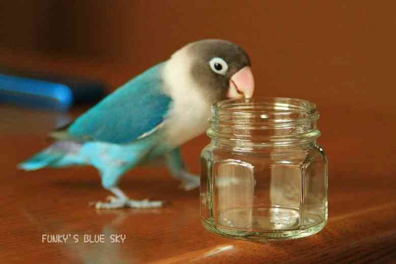 鳥が好きな方、集合ー！