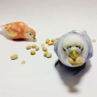 鳥が好きな方、集合ー！