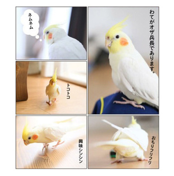 鳥が好きな方、集合ー！