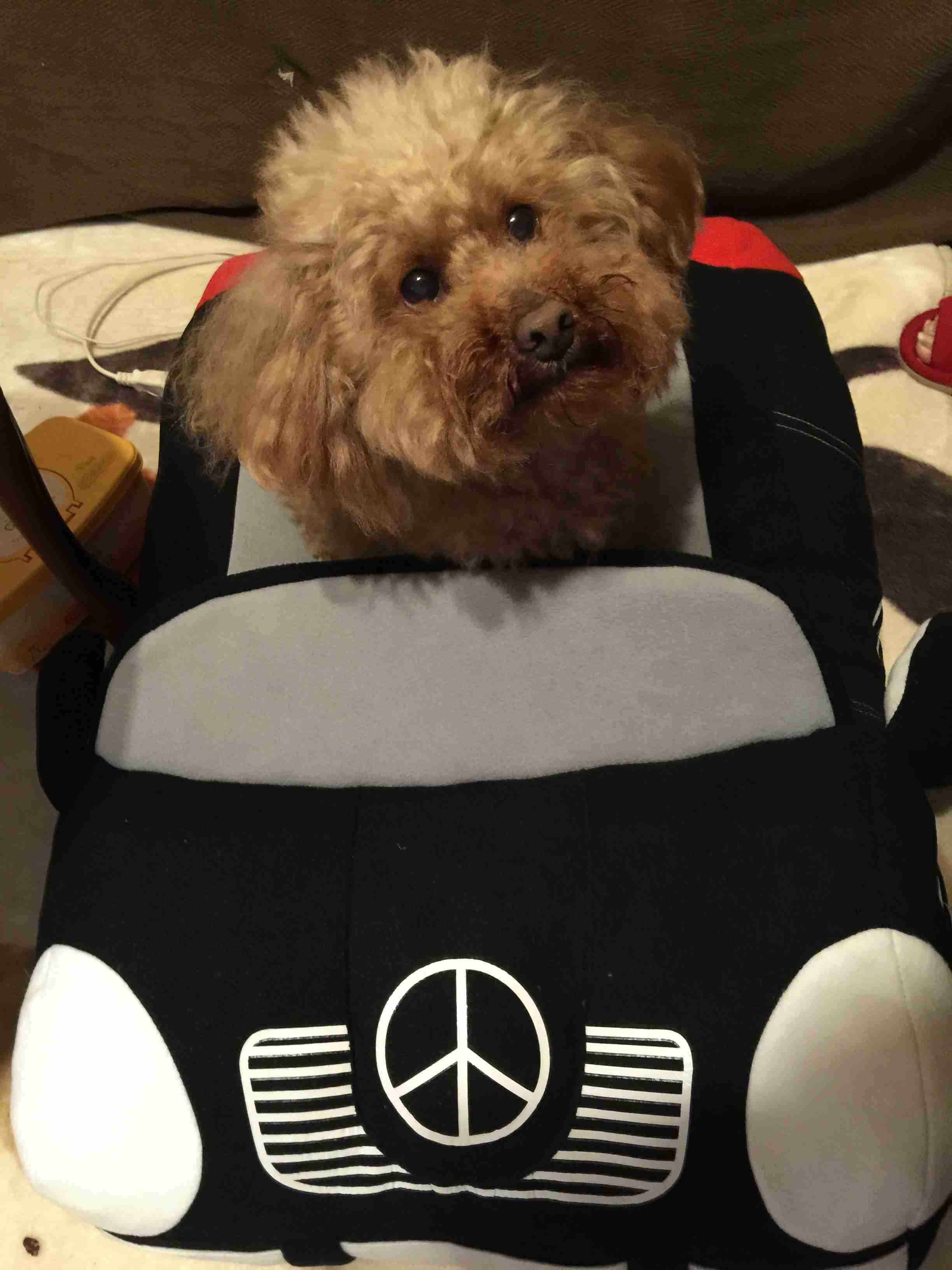 犬のいる生活