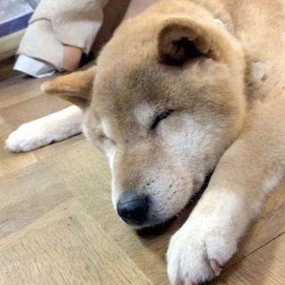 犬のいる生活