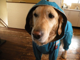 犬のいる生活