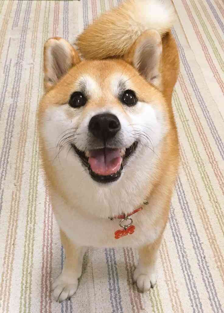 犬のいる生活