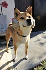 犬のいる生活