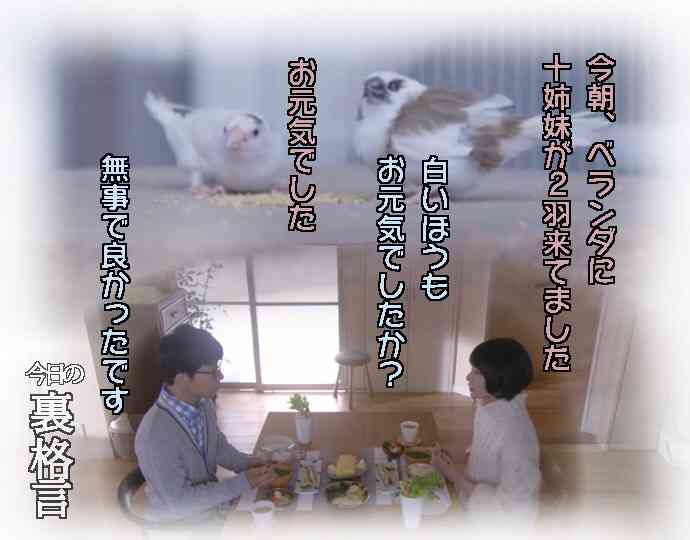 ドラマ【逃げるは恥だが役に立つ】好きな人！part2