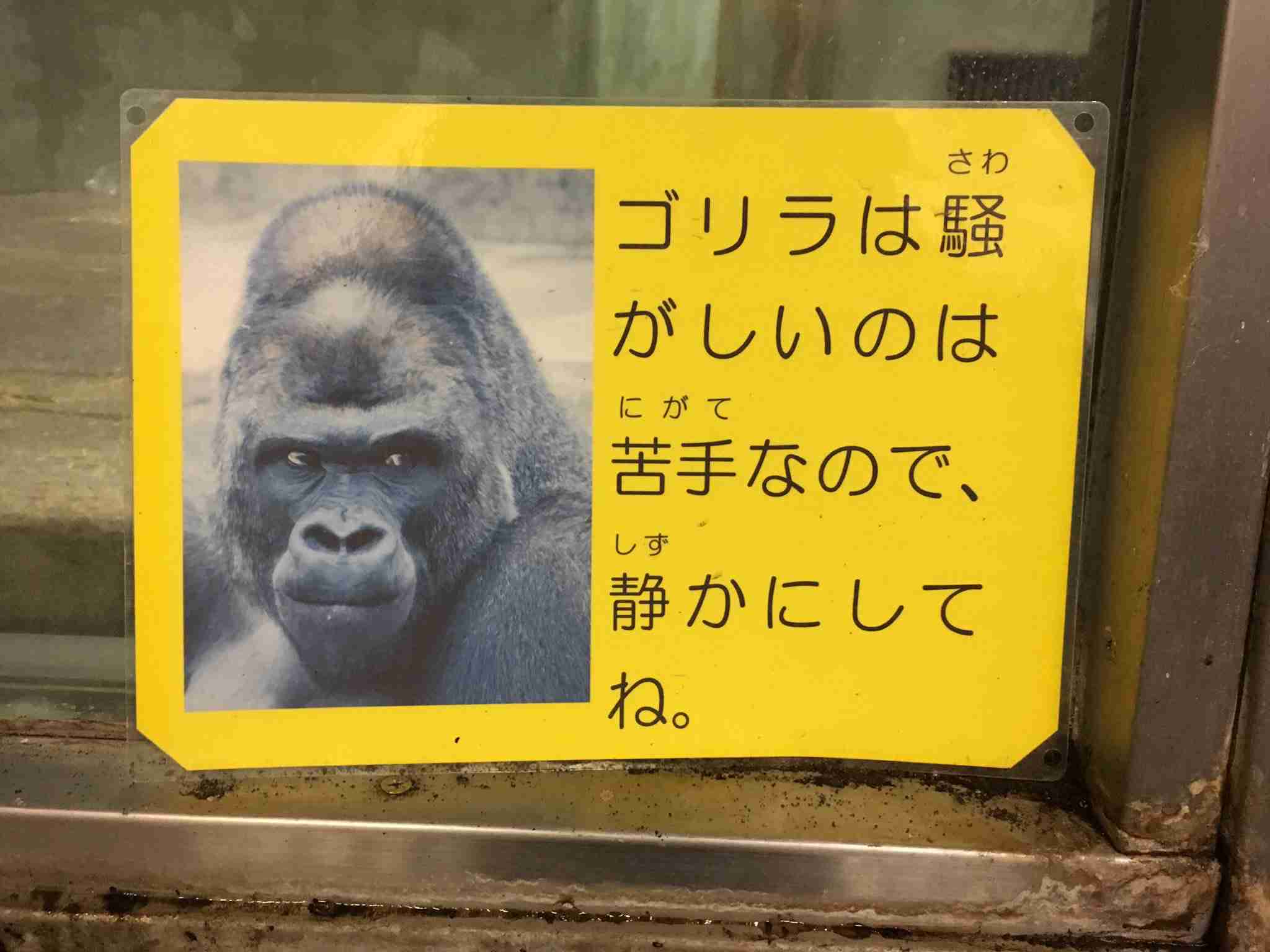 直近で保存した画像見せて！