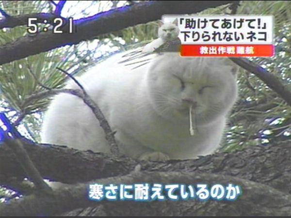 直近で保存した画像見せて！