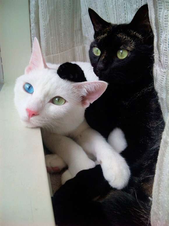 直近で保存した画像見せて！