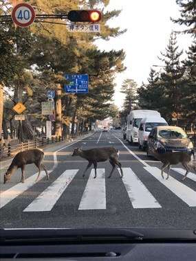 直近で保存した画像見せて！